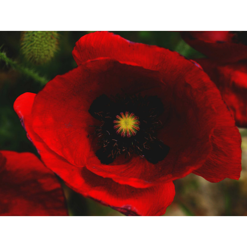 " Straight Red Floral ", 12" H x 16" W