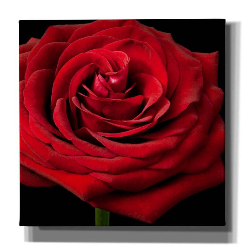 Red Rose 02 par Tom Quartermaine, H 37 po x l 37 po