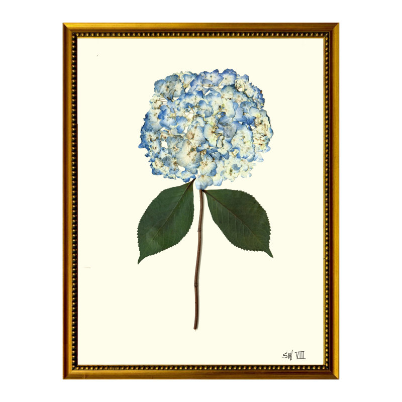 Pressed Hydrangea Print by Sandy Whitaker, Gold Bead 2