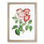 Pink Rose Clare Flowers - Framed Print-55616590-55616592
