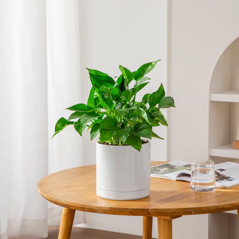 FLHPOT Ceramic Pot Planter