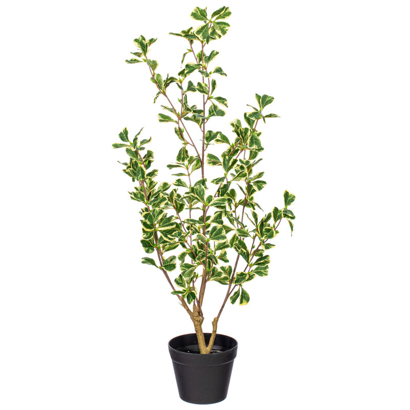 36" Artificial Variegated Triangle Ficus Potted