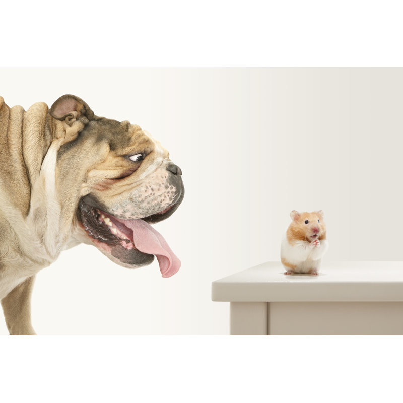 Hamster piégé par Bulldog par Mrpliskin, H 32 po x l 48 po