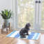 Tapis ivoire et bleu Apopka-1557041240