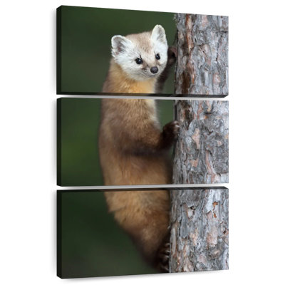 Brampt Wild American Marten