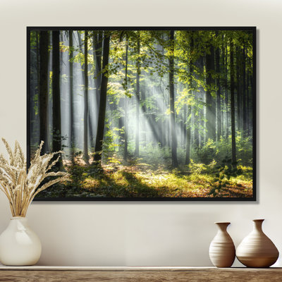 Sunny Morning Magic Forest III - Photograph on Canvas