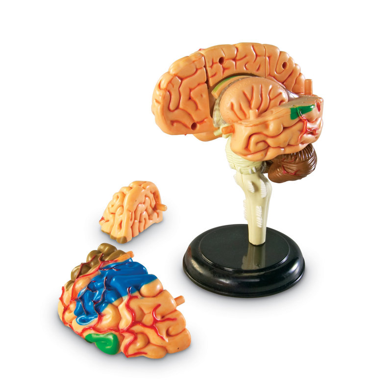 Anatomie du cerveau de modèle