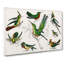 Collection Of Hummingbirds XXV by Oliver Goldsmith - Wrapped Canvas-55371948