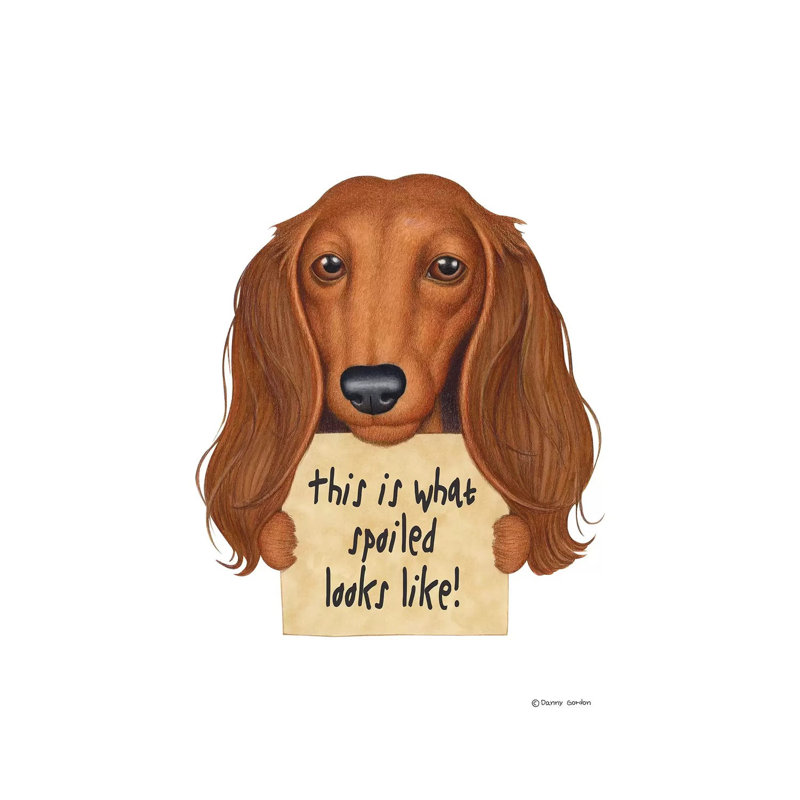 Dachshund Spoiled Looks Like by Danny Gordon - Wrapped Canvas Print