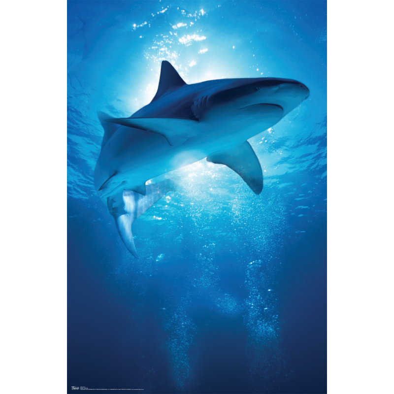 Impression sur papier profondeur requin