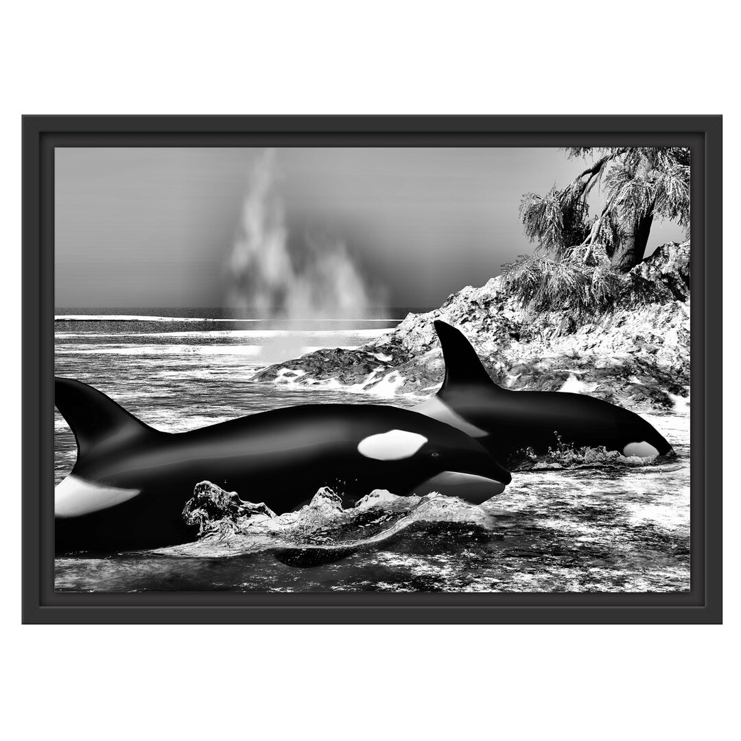 Gerahmtes Wandbild Orcas vor Insel