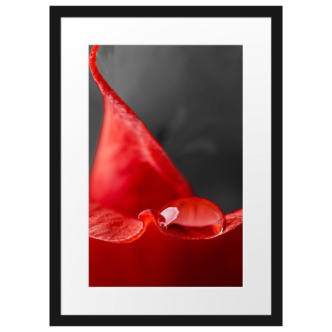 Gerahmtes Poster Roter Tropfen auf Rosenblüte