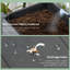 Jardinière surélevée Wieland, jardinière surélevée en bois surélevée, gris foncé-1047612097