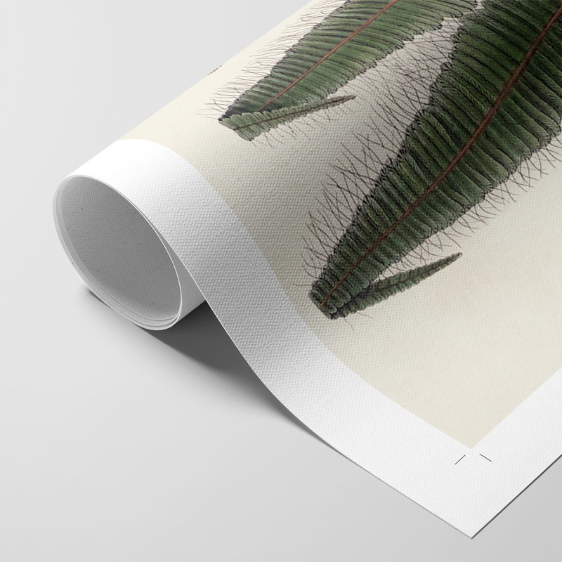 Botanical Society Ferns IV - Impression sur toile seulement - NON CADRE, H 60 po x l 40 po