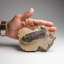 Genuine Crotalocephalina Trilobite In Matrix From Morocco 1.8 Lbs)