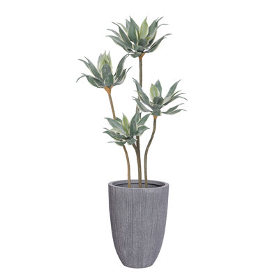 Agave 61,1 po en pot