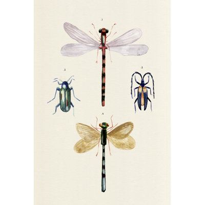 Insect Varieties I by Annie Warren - Wrapped Canvas Painting