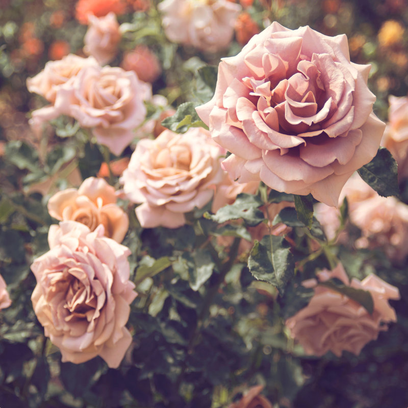 Rose - photographie, H 20 po x l 20 po, Non, Encadrement argenté