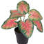 8 plantes