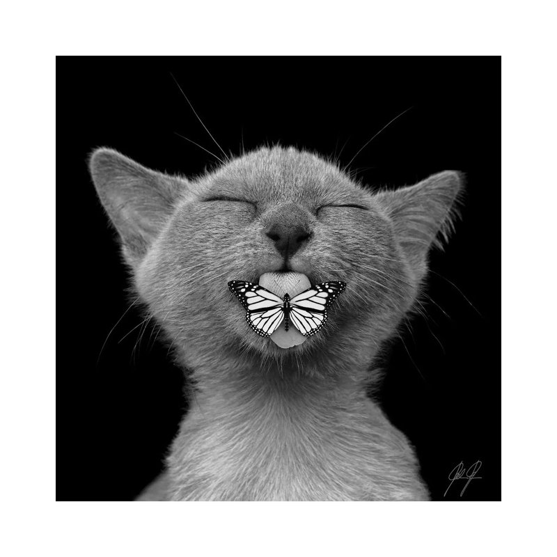 Baaahhh by Kathrin Federer - Wrapped Canvas Print, 93.98cm H x 93.98cm W x 1.905cm D