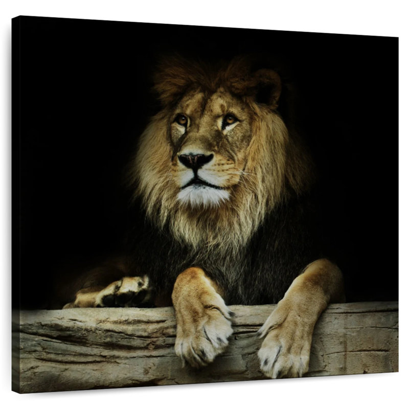 Brampt Imperious Lion, 24" H x 24" W