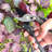 Centurion Pro-Series Bypass Pruner