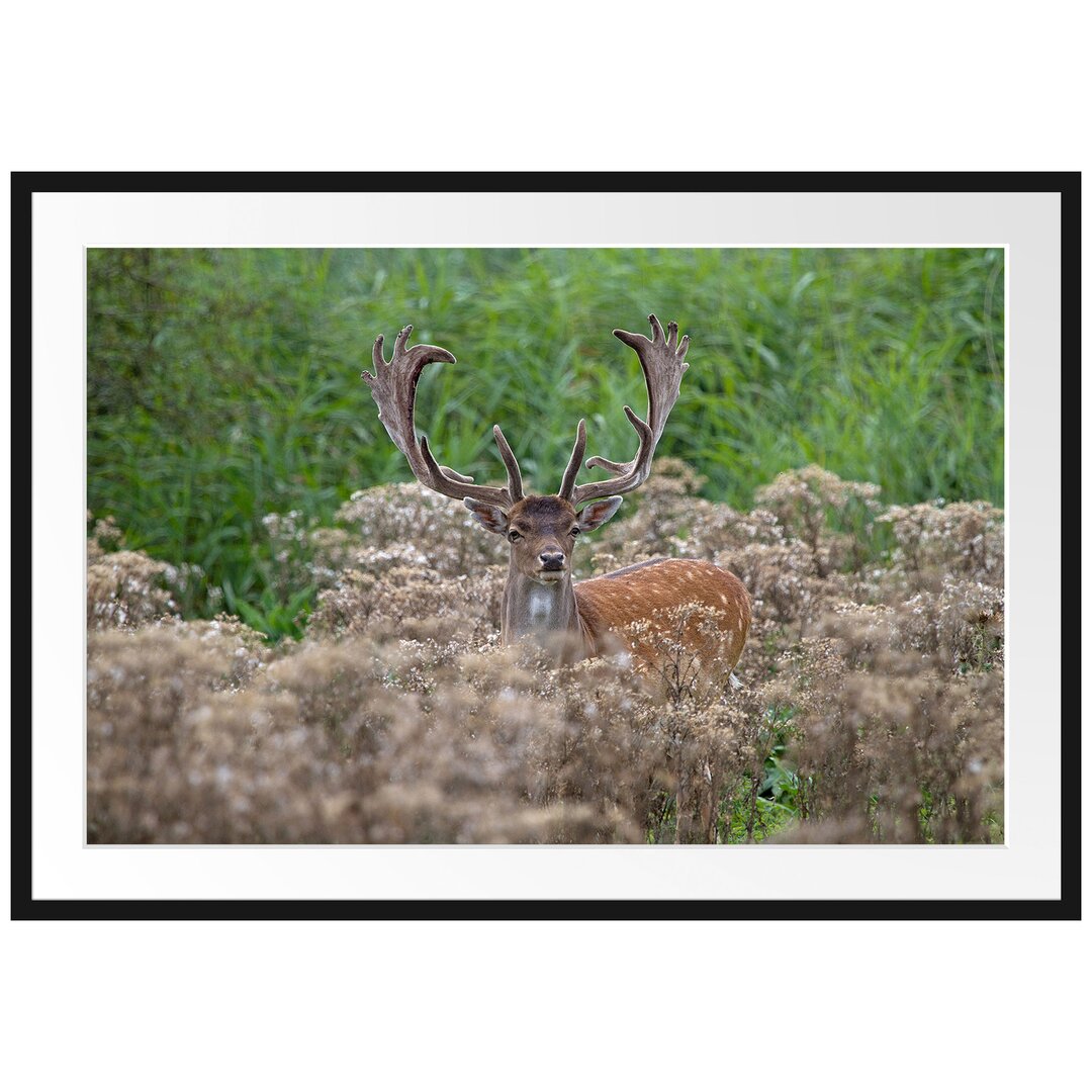 Gerahmtes Poster Hirschbock auf Wildwiese