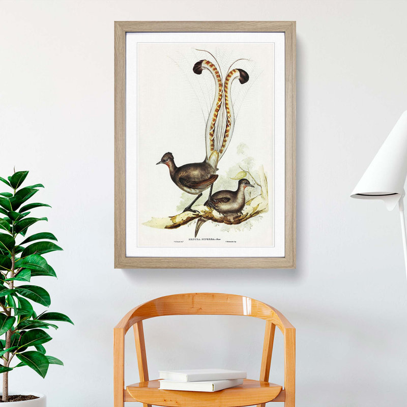 Lyrebird by Elizabeth Gould - Framed Print, Oak Framed, 65cm H x 48cm W x 2cm D