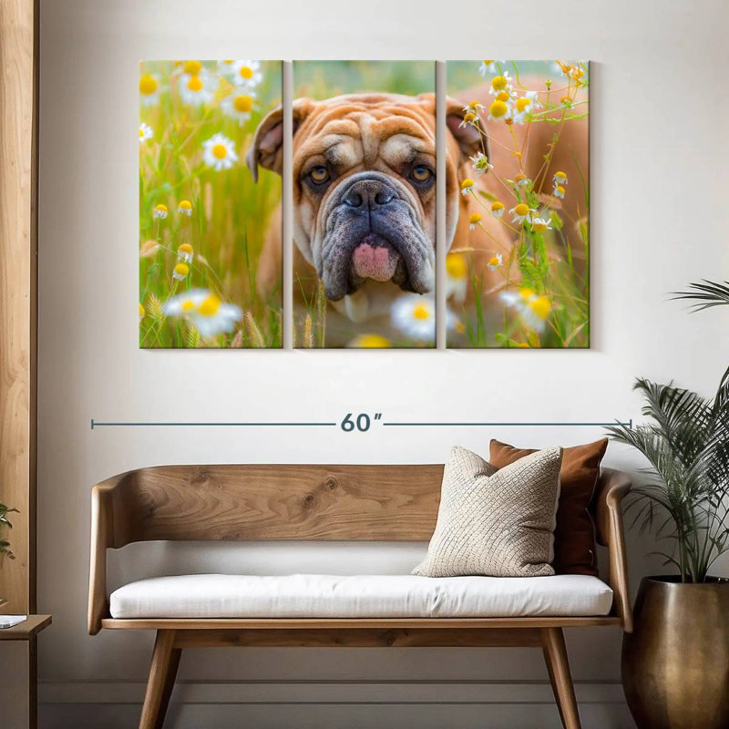 Bouledogue anglais Brampt jouant, H 32 po x l 50 po