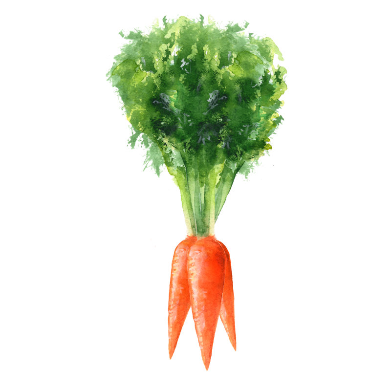 Carrots - Wrapped Canvas Print, 51cm H x 51cm W x 3.8cm D