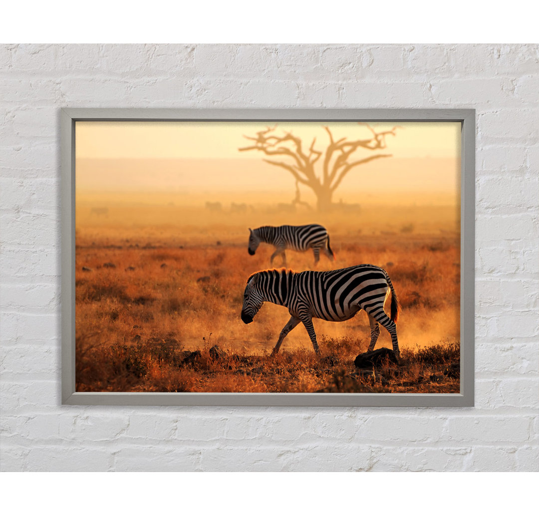 Sunset Zebra Gerahmter Druck