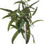 Anastasija Arrangement