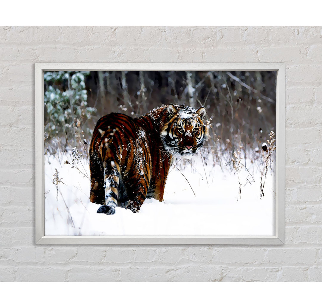 Tiger In The Snow - Einzelner Bilderrahmen Kunstdrucke auf Leinwand