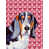 Basset hound (gris et blanc)