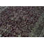 Wool Oriental Area Rug in Rust/Beige/Black