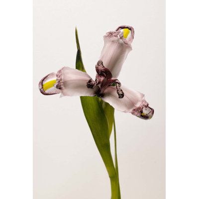 Iris Print by Leigh Viner