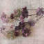 « purple fleurs 2 », reproduction d’art sur toile tendue-1206415177