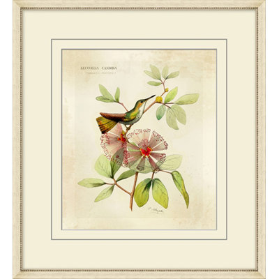 Brilliant Hummingbird Collection 2 Print