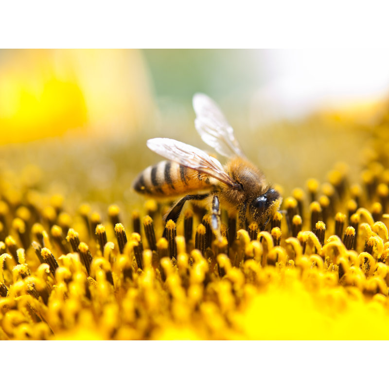 Honey Bee - Wrapped Canvas Print, 81cm H x 122cm W x 3.8cm D