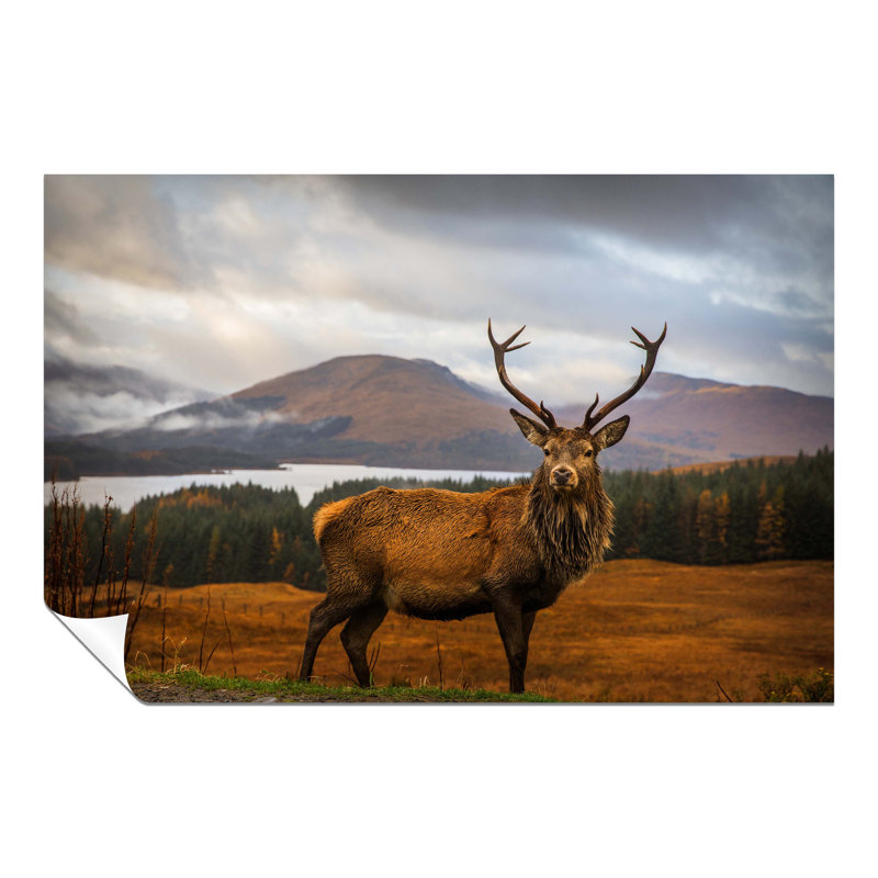 Red Deer On Highlands Wildlife - Wrapped Canvas Print, 20cm H x 31cm W