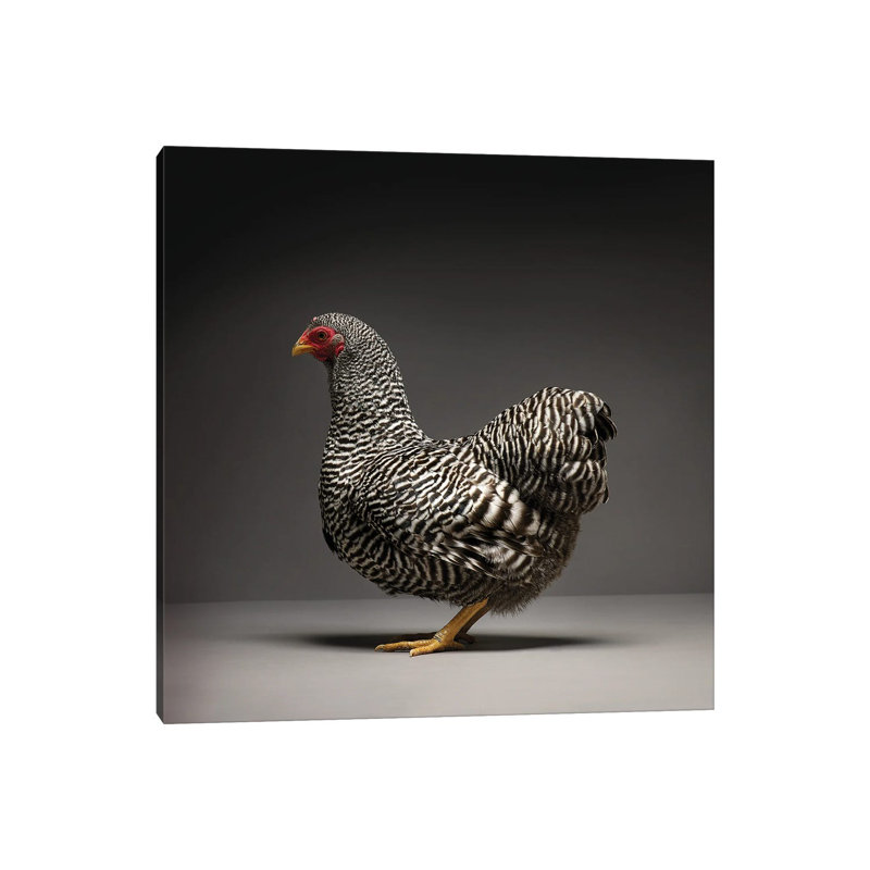 Wyandotte par Chicken - Photographie sur toile tendue, H 12 po x l 12 po x P 0,75 po