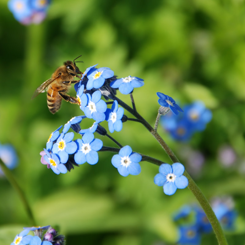 Bee On Flowers - Wrapped Canvas Print, 30cm H x 30cm W x 3.8cm D