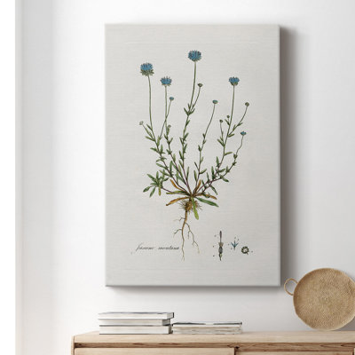 Bellflower Study by  on