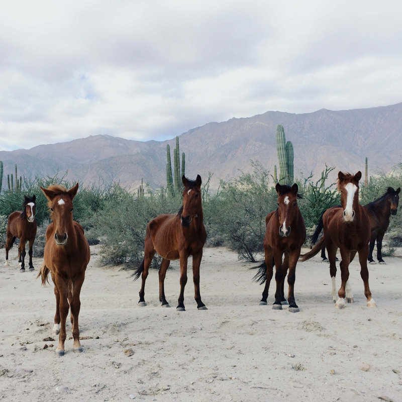Impression sur toile tendue, "Baha De Los NGeles Wild Horses" par Kevin Russ, L 12 po x H 12 po