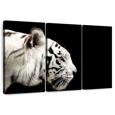 Curieux tigre blanc