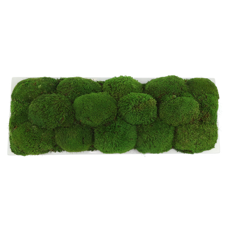 Moss Preserved in Oblong Planter, 7" H x 19.5" W x 10.5" D