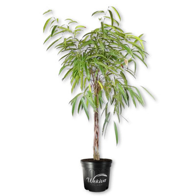 Ficus Alii Braid Tree - Live Plant in a 10 Inch Pot - Ficus Binnendiijkii 'Alii' - Large Ornamental Interior Tree