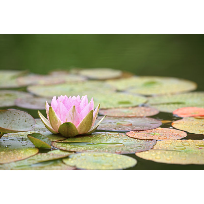 Pink Water Lily - Wrapped Canvas Print, 20cm H x 30cm W