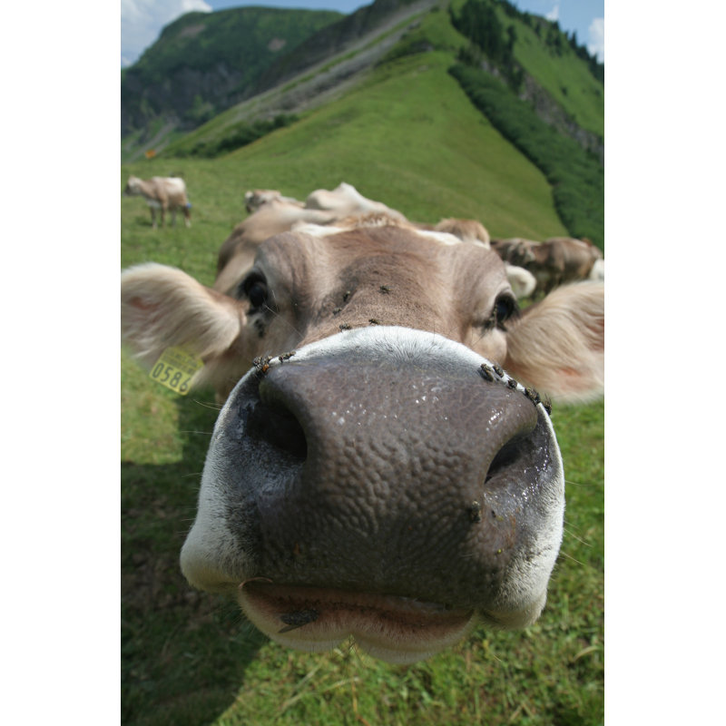 Hargill Big Nose - Wrapped Canvas Print, 122cm H x 81cm W x 3.8cm D
