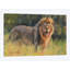 « lion evening light », impression sur toile-33109562-72410059-72410065